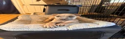 Cane Corso dogs for sale: Cane Corso 3 - Ad 2