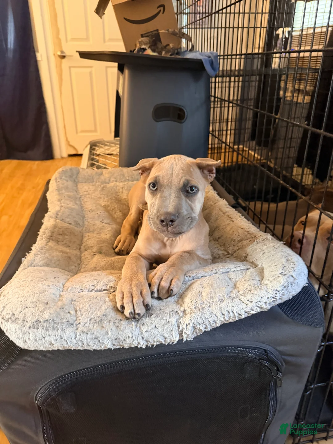 Cane Corso dogs for sale: Cane Corso 3 - Ad 2
