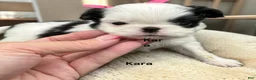 Japanese Chin dogs for sale: Kimi - Ad 6