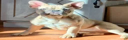 French Bulldog dogs for sale: French Bulldog Puppy 2 - Ad 2
