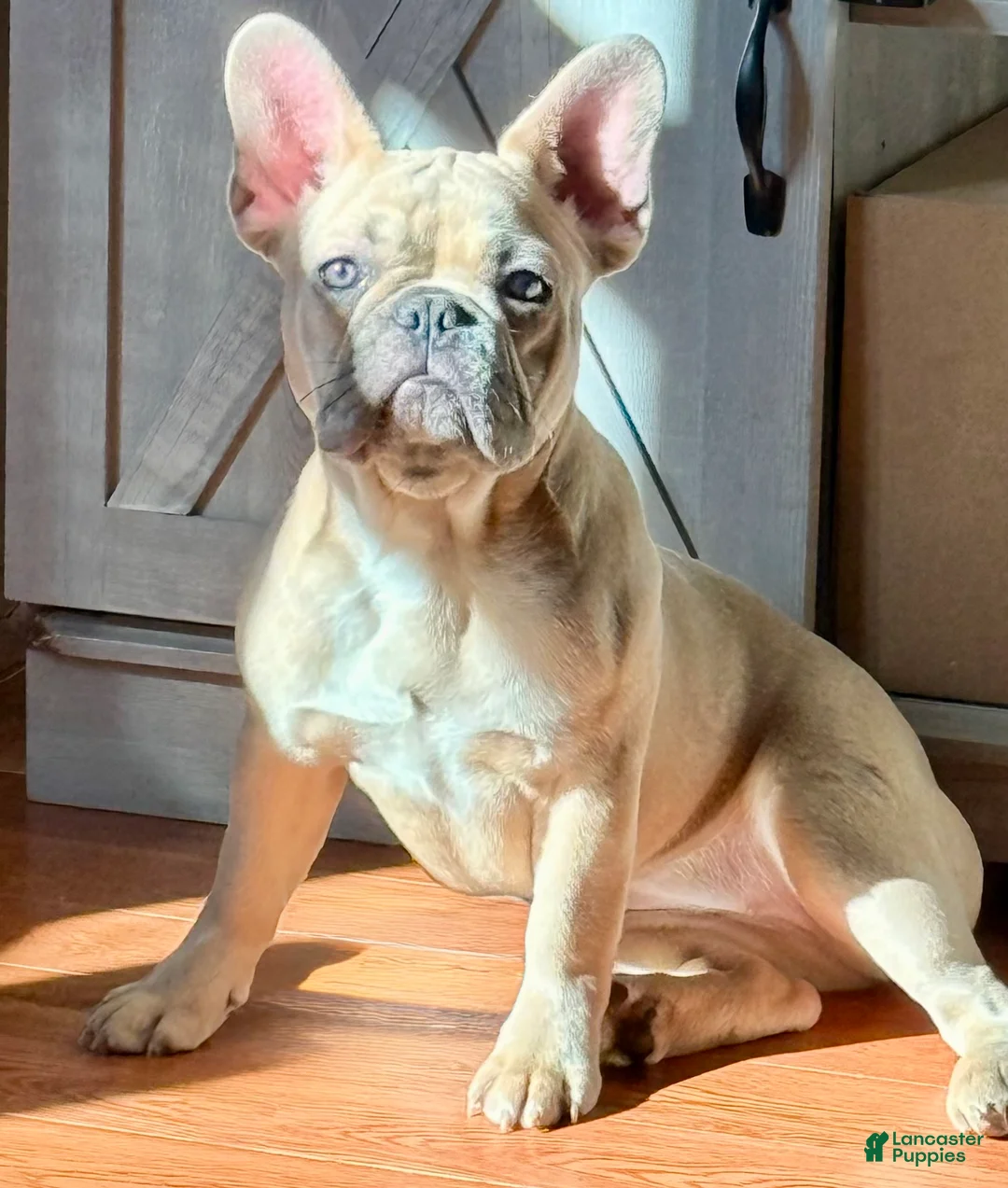 French Bulldog dogs for sale: French Bulldog Puppy 2 - Ad 2
