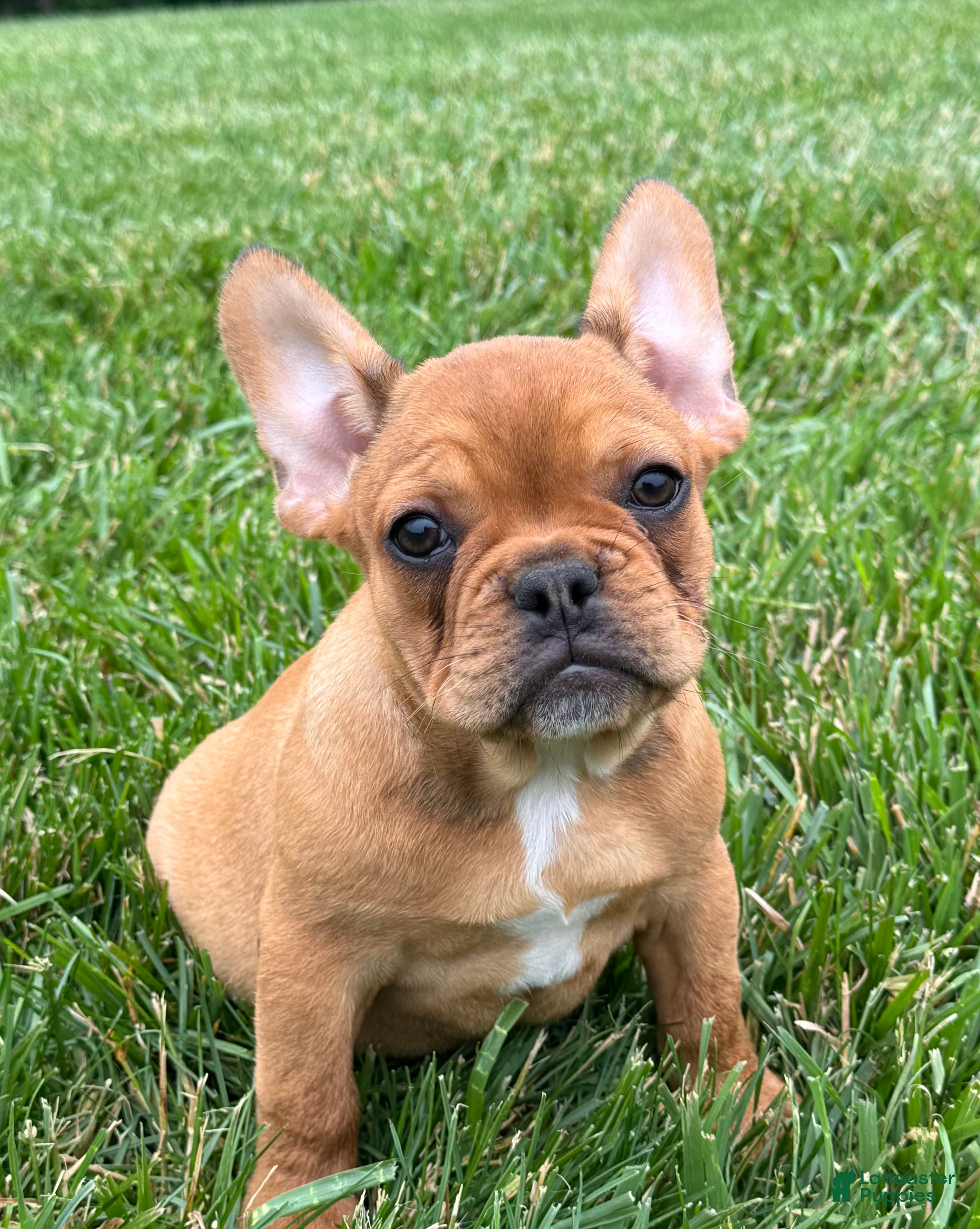 French Bulldog dogs Liberty  - Ad 2