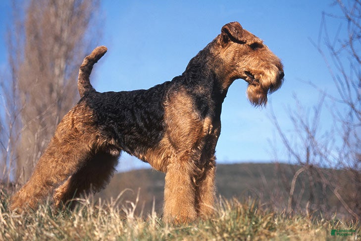 Airedale Terrier dogs Honey, Adult Airdale Terrier Bitch - Ad 2