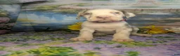 Great Dane dogs for sale: Anastasia Lilac Harlequin  - Ad 5