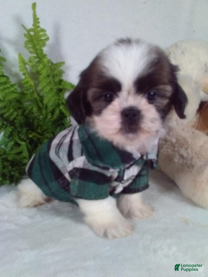 Shih Tzu dogs Apollo  - Ad 2