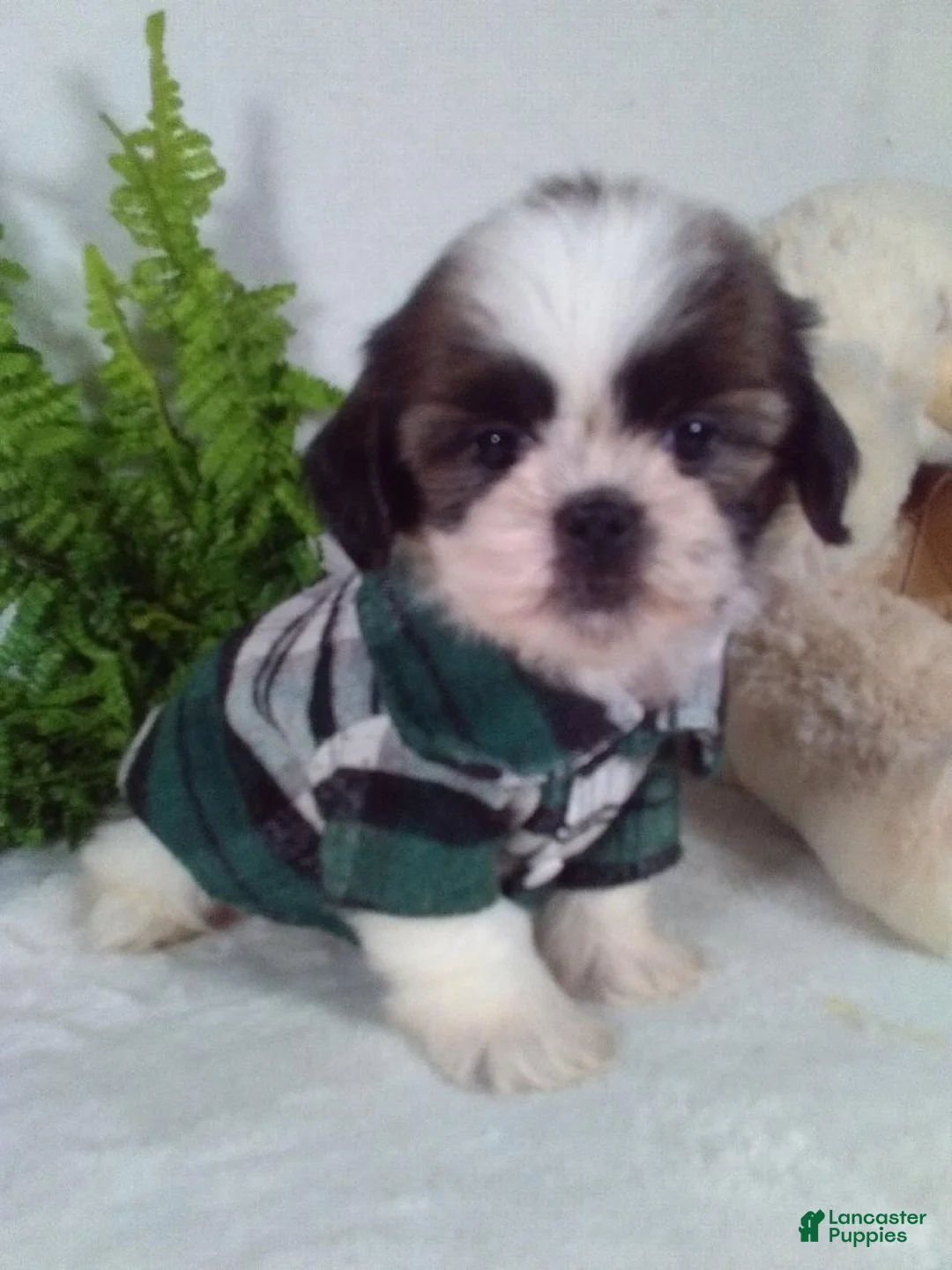 Shih Tzu dogs for sale: Apollo  - Ad 2