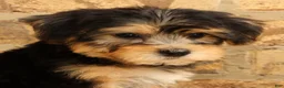 Yochon dogs for sale: Jasper - Ad 9