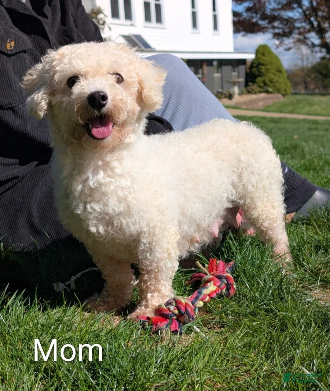Bichpoo dogs for sale: Darla  - Ad 20