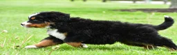 Bernese Mountain Dog dogs for sale: Rusty - Ad 6