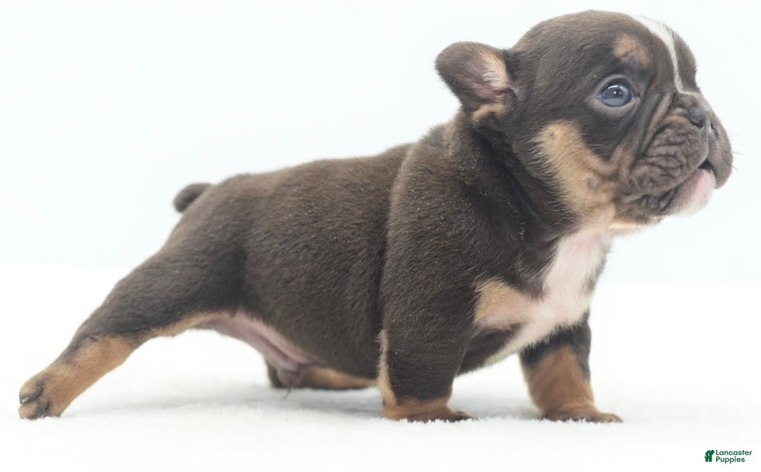 Mixed Breed dogs for sale: Kong micro bully hybrid  - Ad 13