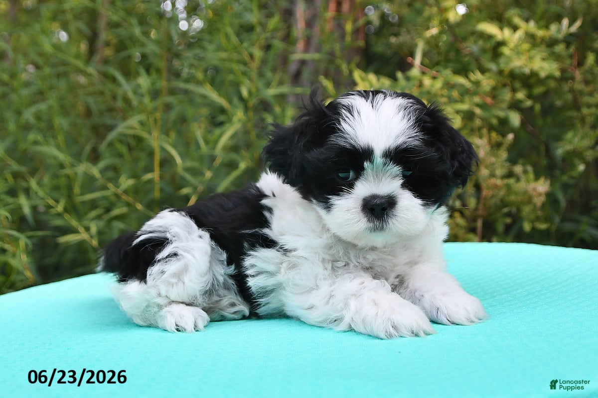Shih Tzu dogs Summer - Ad 1