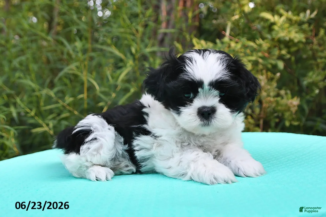 Shih Tzu dogs for sale: Summer - Ad 1