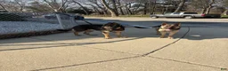 German Shepherd dogs for sale: German Shepherd 1 - Ad 2
