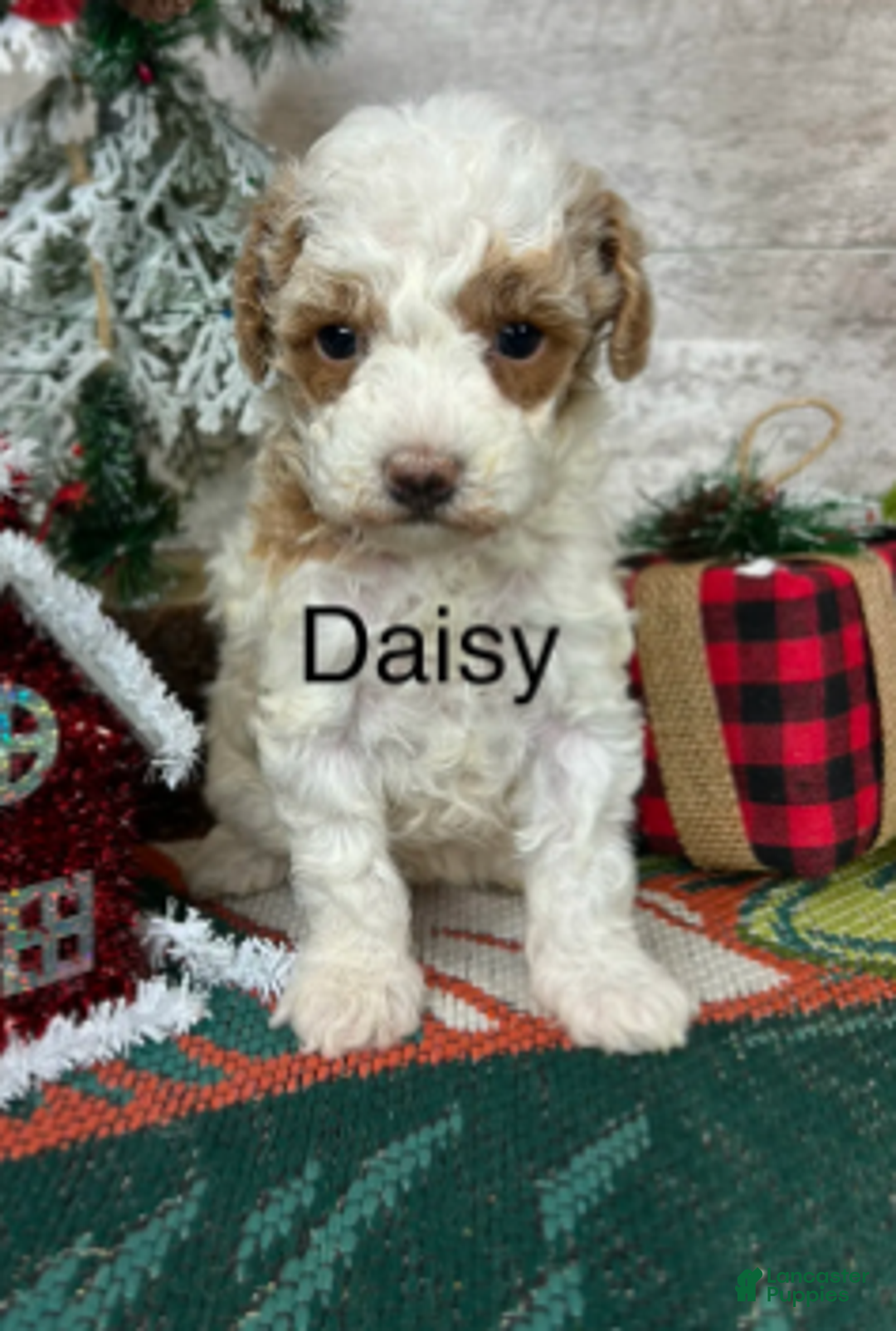 Toy Poodle dogs for sale: Daisy - Ad 2