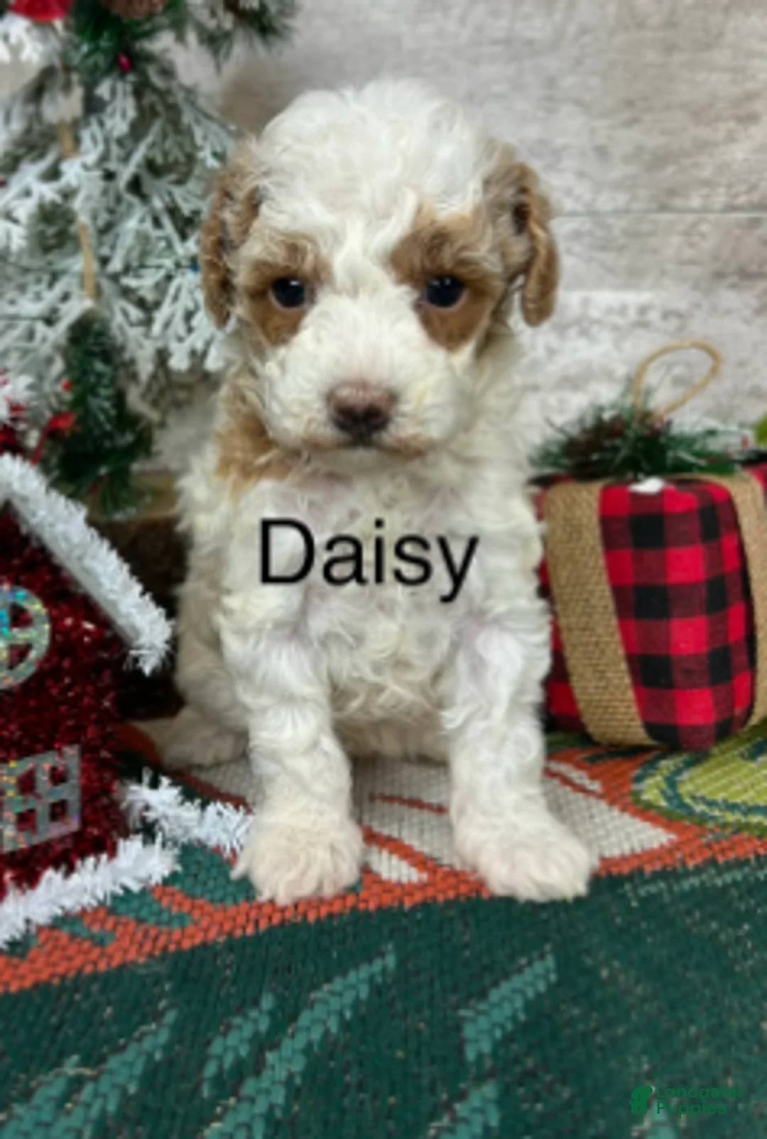 Toy Poodle dogs for sale: Daisy - Ad 2