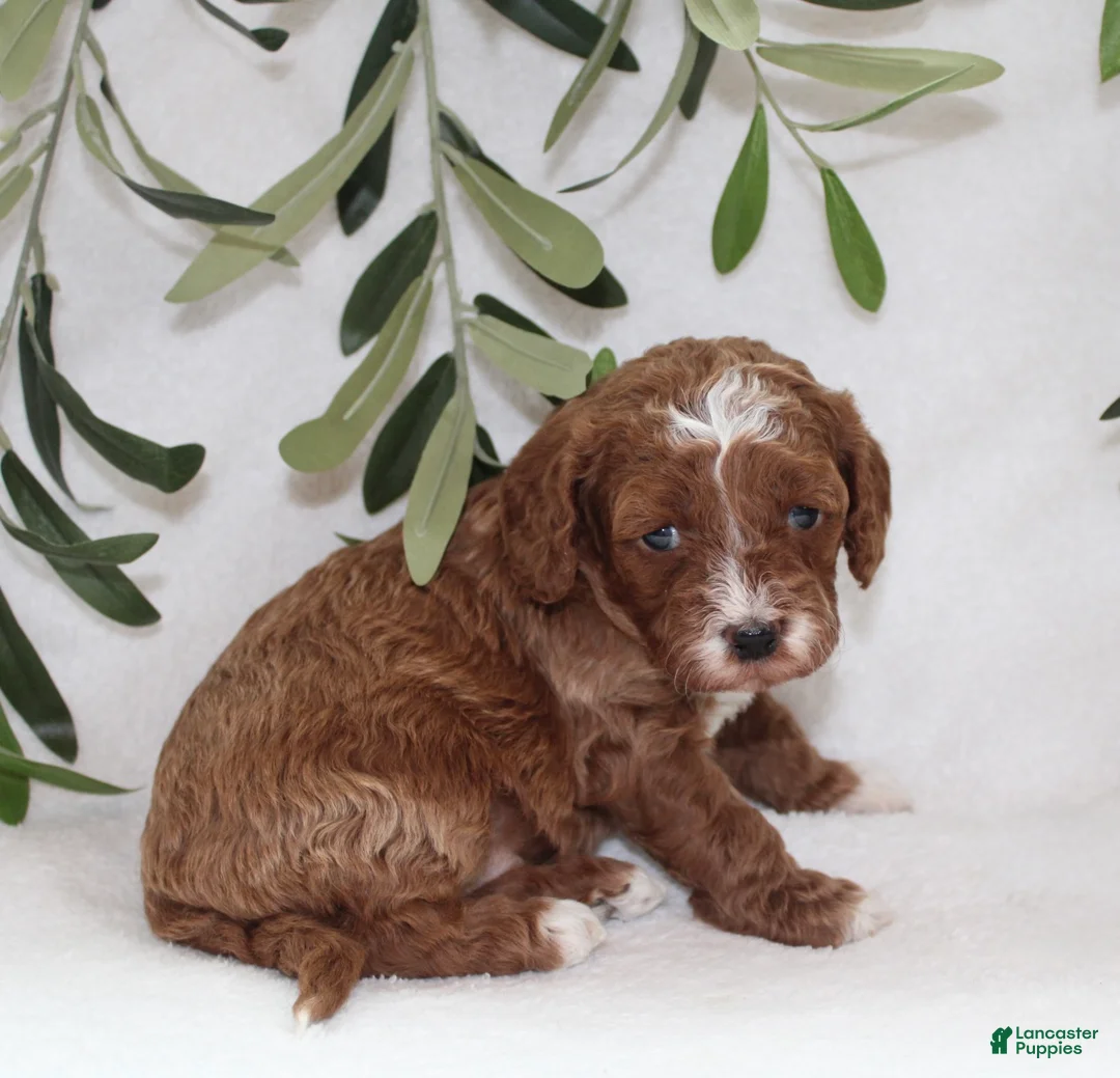 Cavapoo dogs for sale: Amber - Ad 4