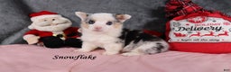 Welsh Corgi Pembroke dogs for sale: Snowflake - Ad 3