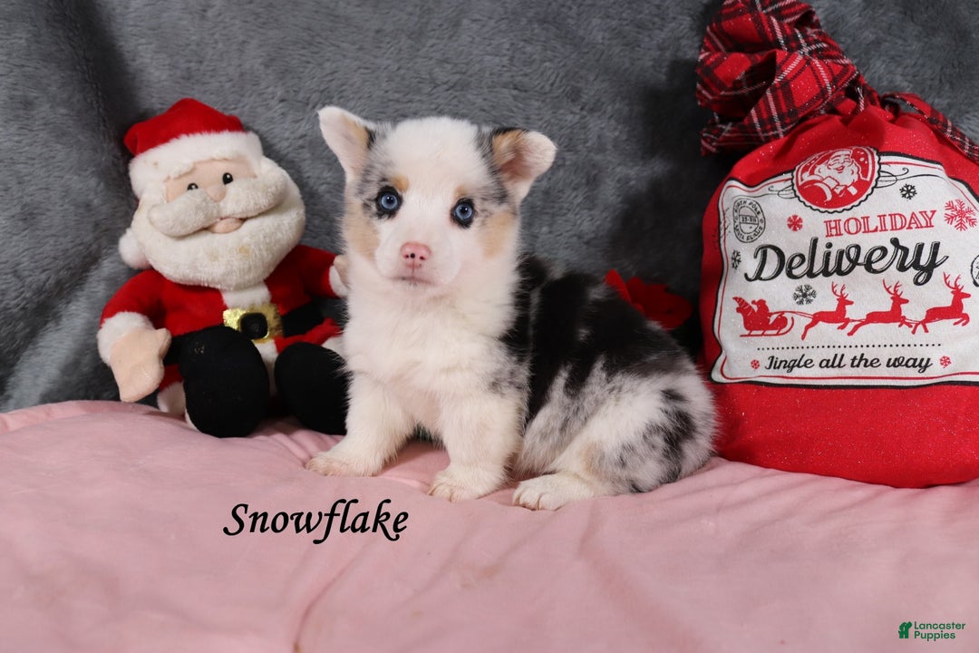 Welsh Corgi Pembroke dogs for sale: Snowflake - Ad 3