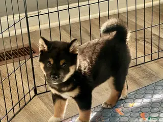 Shiba Inu dogs Enzo - Ad 40