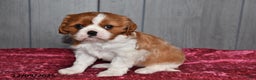Cavalier King Charles Spaniel dogs for sale: Queen   - Ad 5