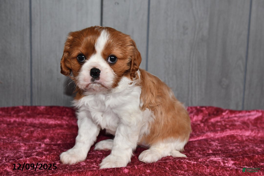 Cavalier King Charles Spaniel dogs for sale: Queen   - Ad 5