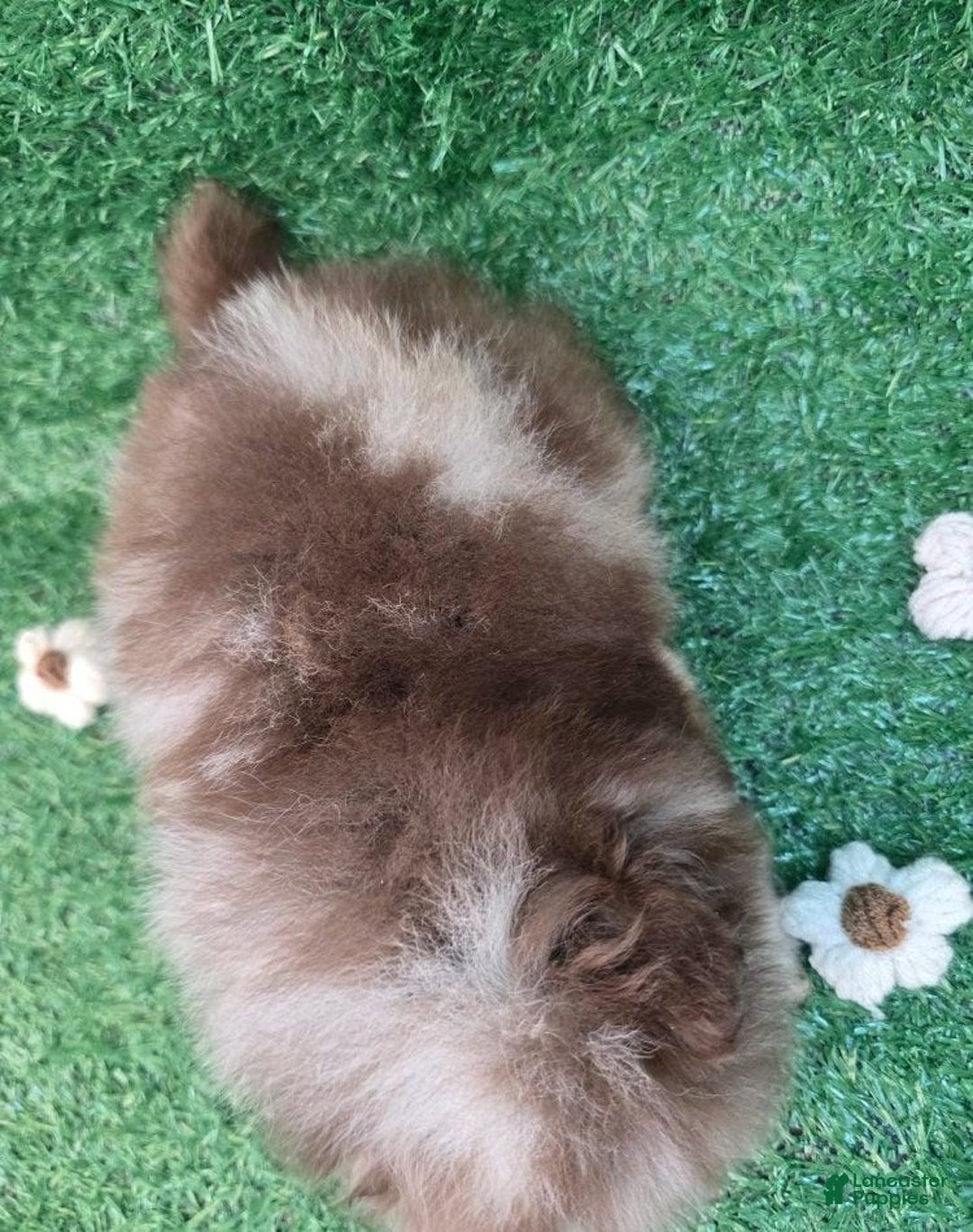 Pomeranian dogs for sale: Naya - Ad 17