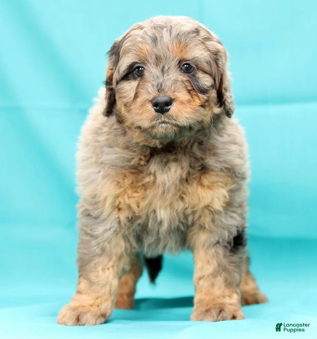 Mini Bernedoodle dogs for sale: Ace - Ad 5