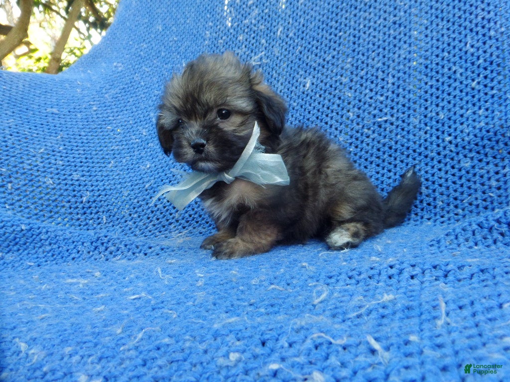 Shihpoo dogs Ronny - Ad 5