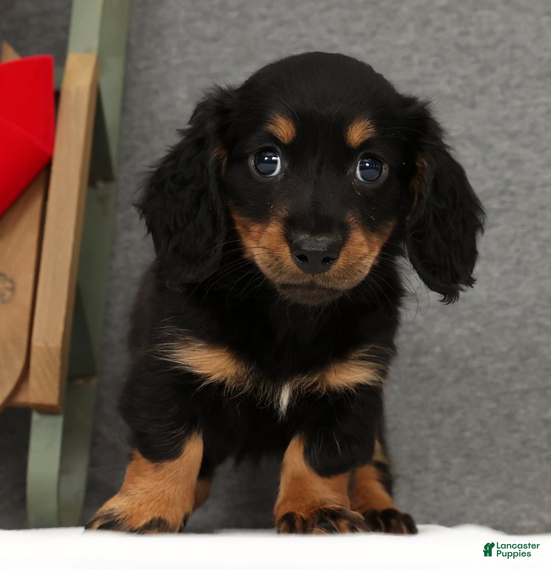 Miniature Dachshund dogs for sale: Gracie - Ad 2