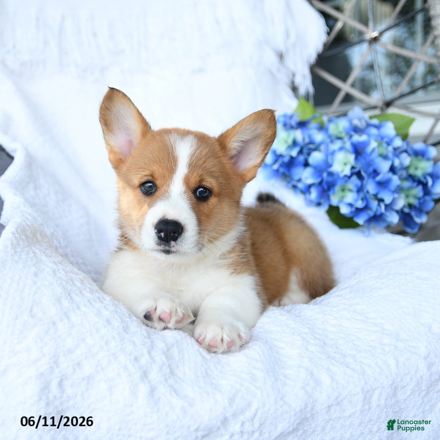 Welsh Corgi Pembroke dogs Kenny - Ad 2