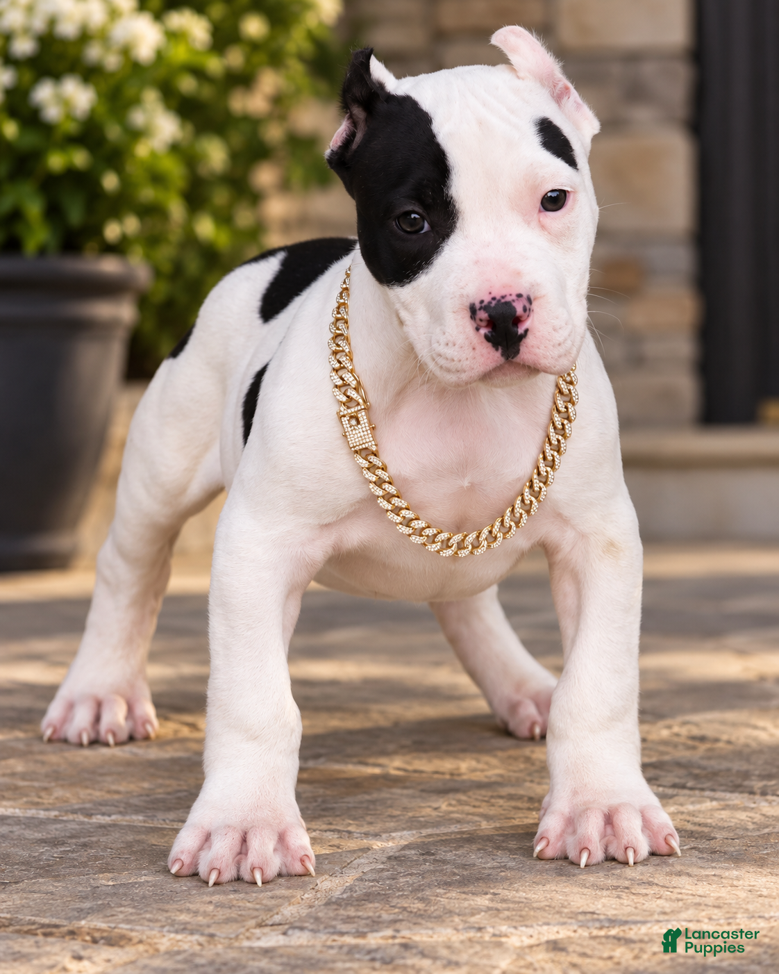 American Bully dogs Achilles - XL - ABKC - Ad 1