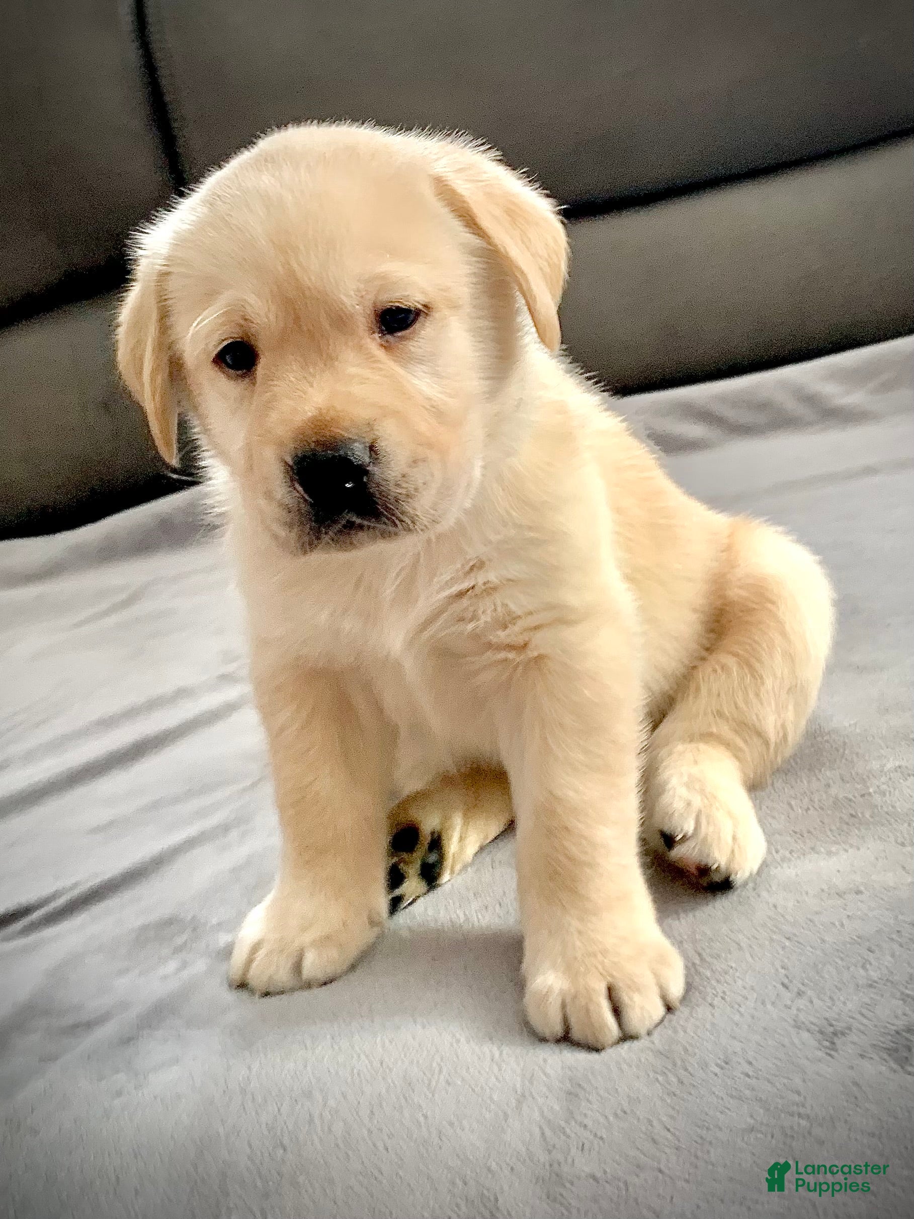 Labrador Retriever dogs Romeo - Ad 11