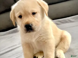 Labrador Retriever dogs Romeo - Ad 11