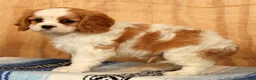 Cavalier King Charles Spaniel dogs for sale: Quinton - Ad 9