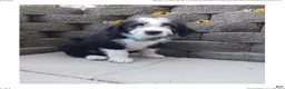 Mixed Breed dogs for sale: Moose - Ad 5