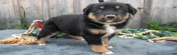 Mixed Breed dogs for sale: Gwen - Ad 1
