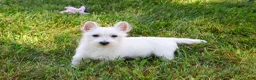 West Highland Terrier dogs for sale: Quincey  - Ad 3