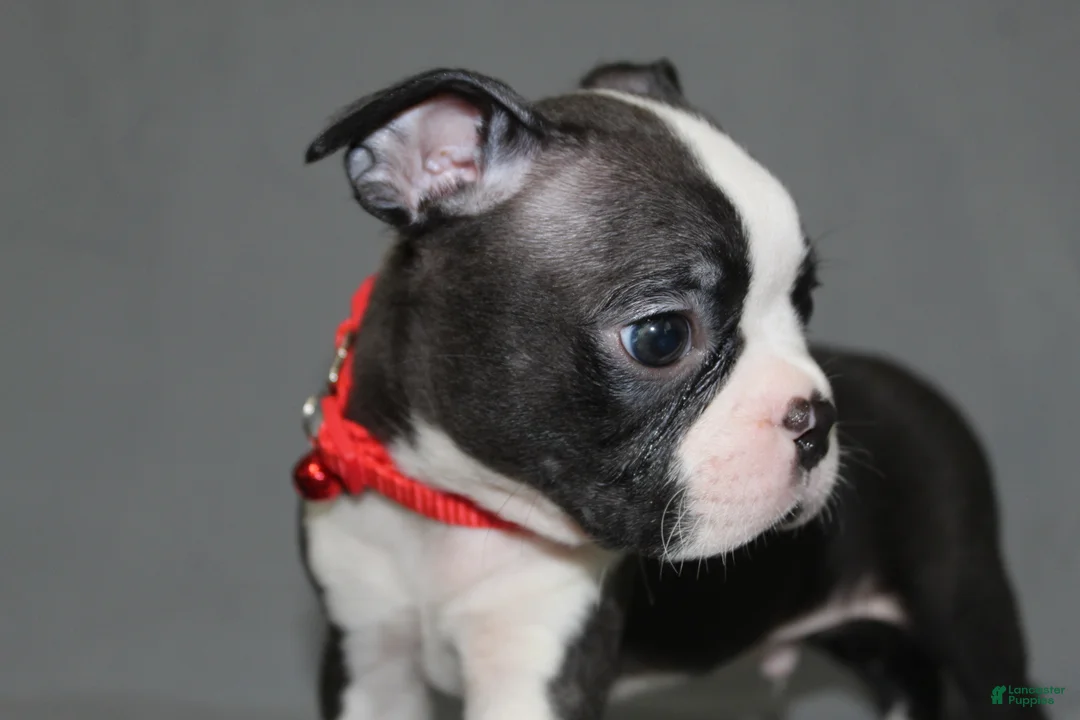 Boston Terrier dogs for sale: Levi - Ad 2