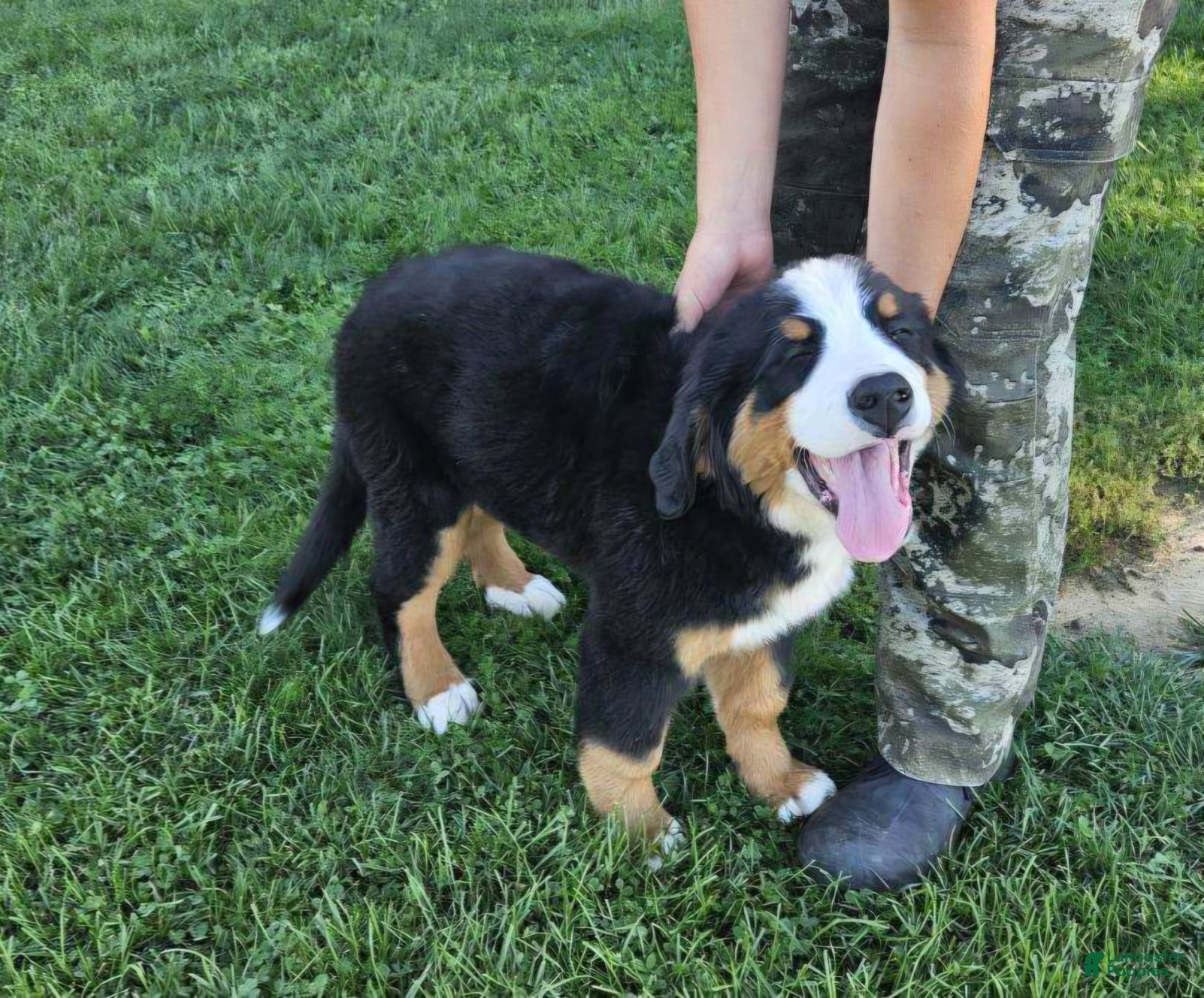 Bernese Mountain Dog dogs Roxie - Ad 1