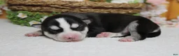 Siberian Husky dogs for sale: Storm  - Ad 7
