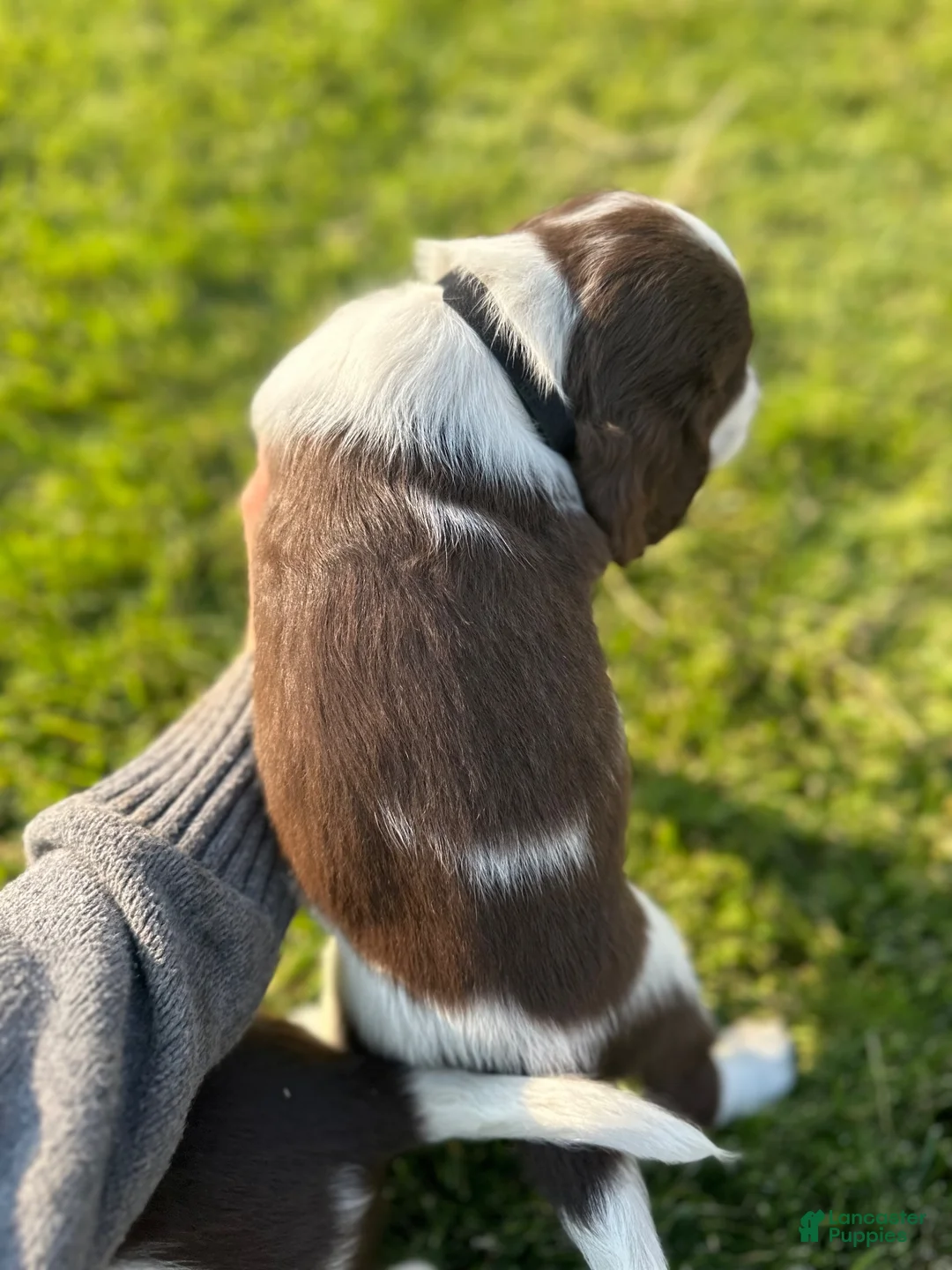 Mixed Breed dogs for sale: Mixed Breed 6 - Ad 2