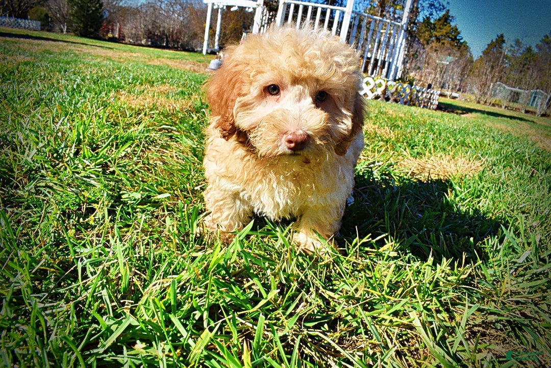 Havapoo dogs for sale: Ranger - Ad 7