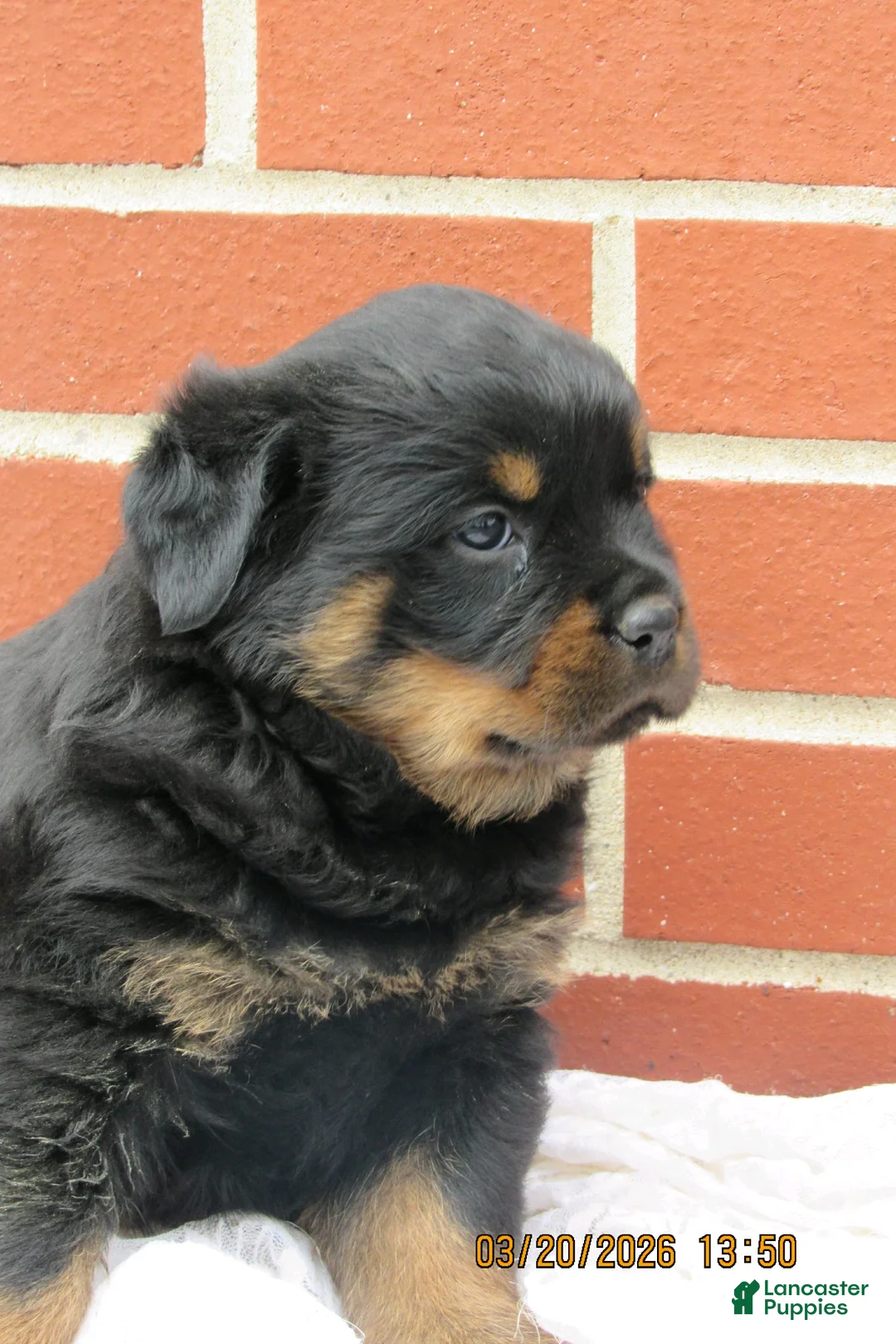 Rottweiler dogs for sale: Rottweiler Puppy 2 Clover - Ad 3