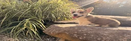 Welsh Corgi Pembroke dogs for sale: Tucker - Ad 4