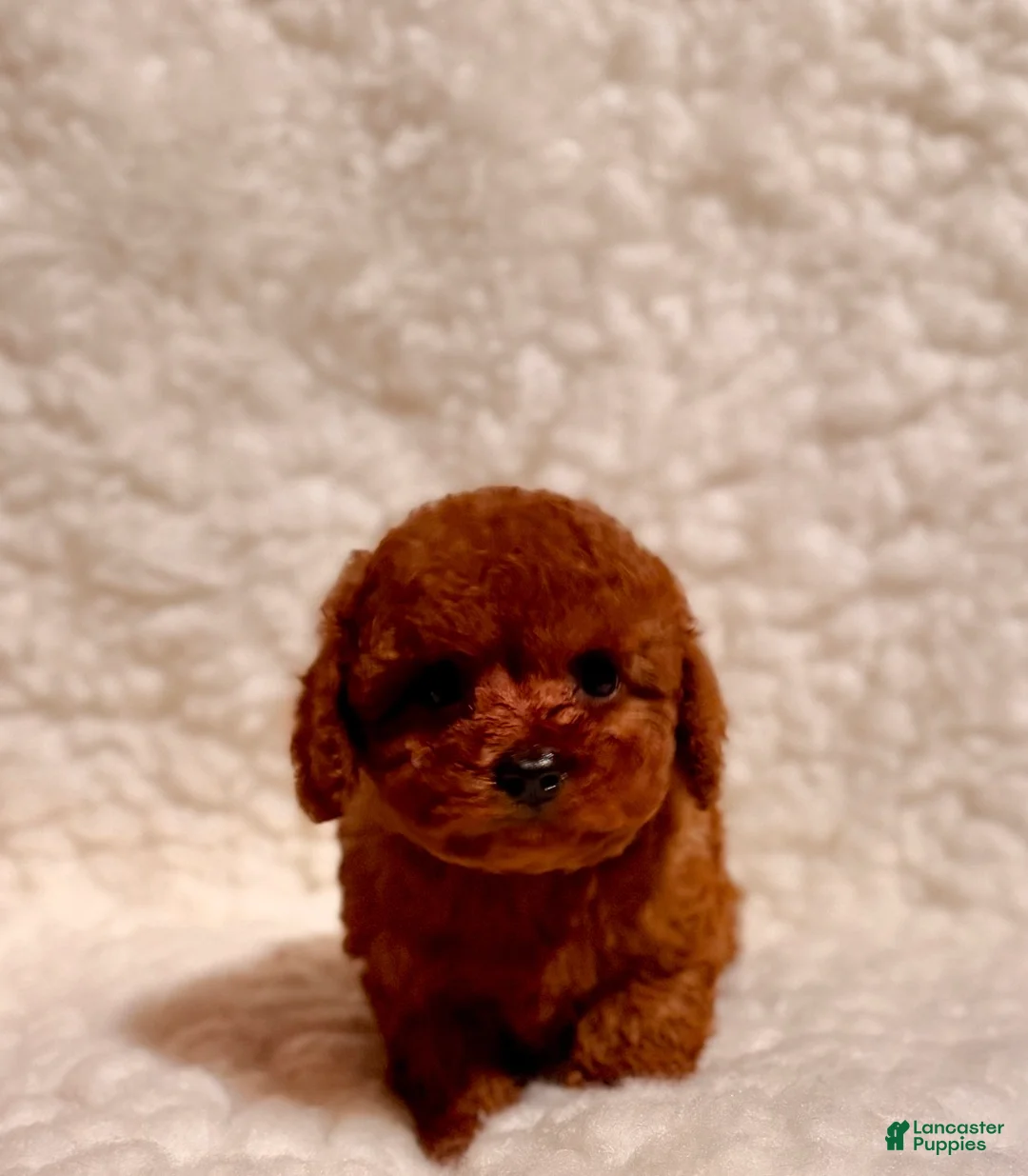 Toy Poodle dogs for sale: Baby Bear deep red - Ad 3