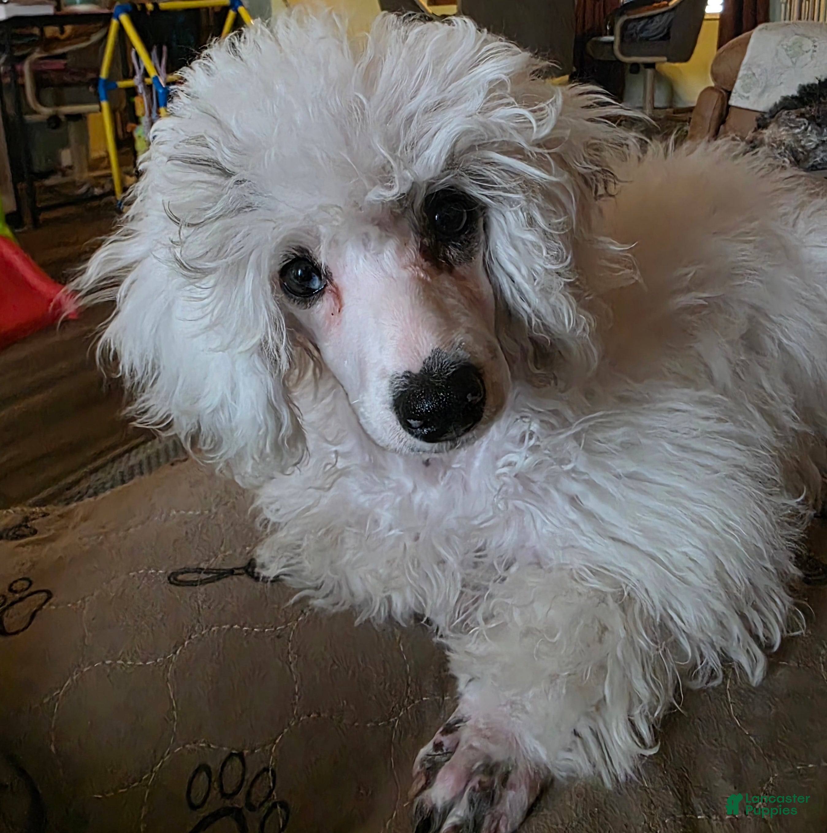 Miniature Poodle dogs Miniature Poodle Puppy 2 - Ad 4