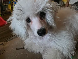 Miniature Poodle dogs Miniature Poodle Puppy 2 - Ad 4