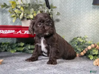 Cocker Spaniel dogs Lindy - Ad 15