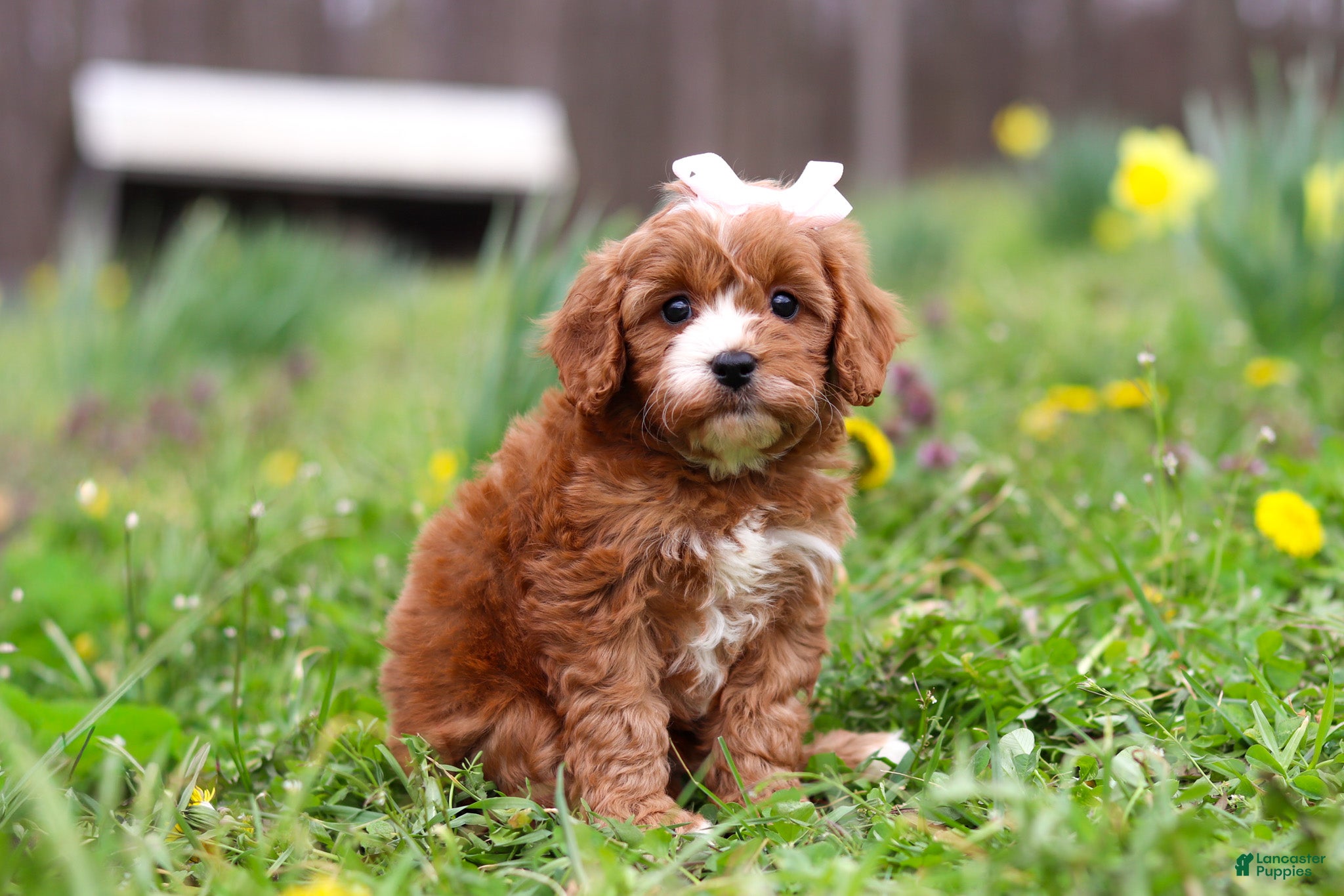 Cavapoo dogs Lily - Ad 2