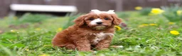 Cavapoo dogs for sale: Lily - Ad 2